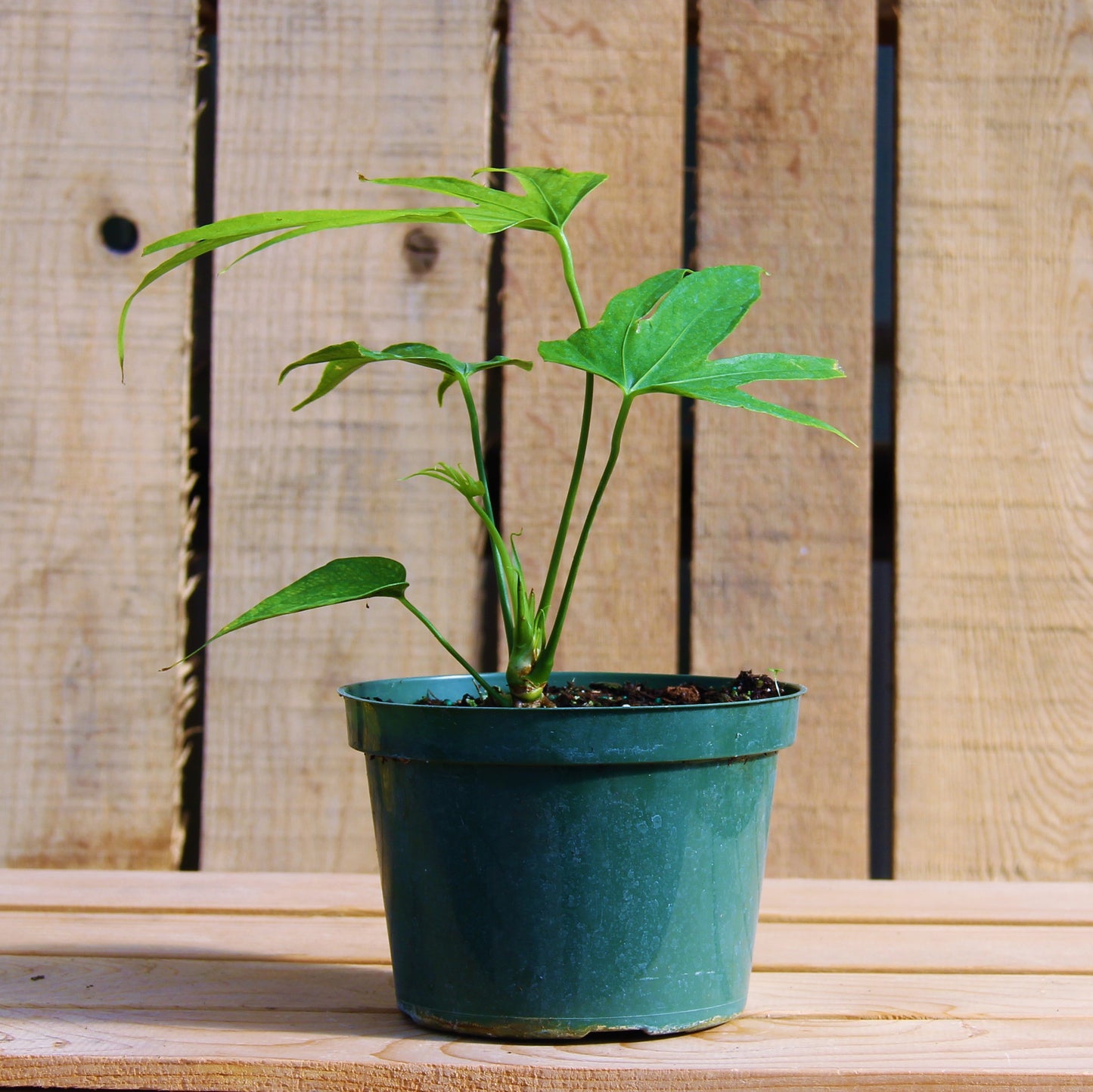 Anthurium 'Fingers'