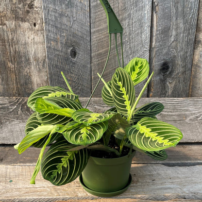 Maranta 'Lemon Lime'