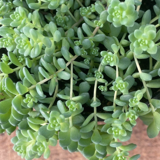 Sedum ‘Silver Roses’